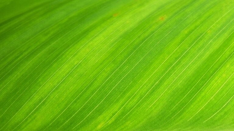 découvrez les meilleures offres eco gardening : promotions exclusives sur des outils de jardinage écologiques, semences bio et accessoires durables pour un jardin respectueux de l’environnement.