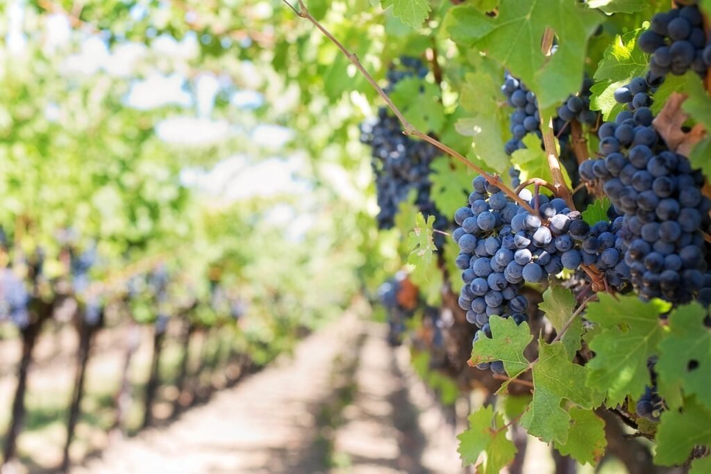 découvrez nos produits issus de vignobles biologiques : vins naturels, raisins et spécialités authentiques, cultivés dans le respect de l’environnement. goûtez la différence du bio !