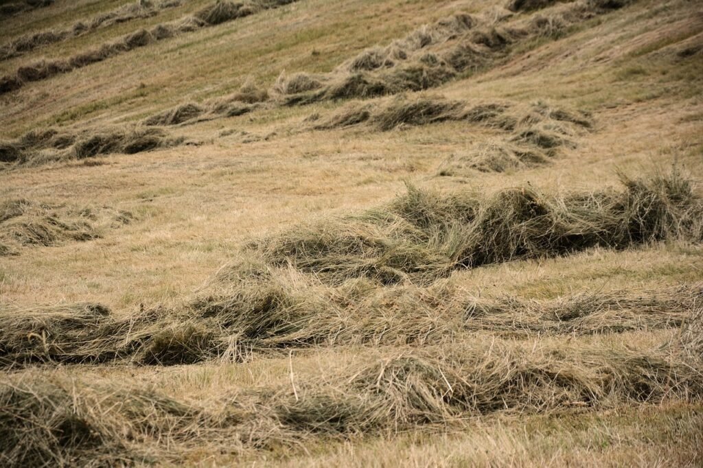 découvrez comment l'intelligence artificielle peut soutenir les communautés rurales, améliorer l'agriculture et favoriser le développement local grâce à des solutions innovantes et adaptées aux besoins de chaque territoire.